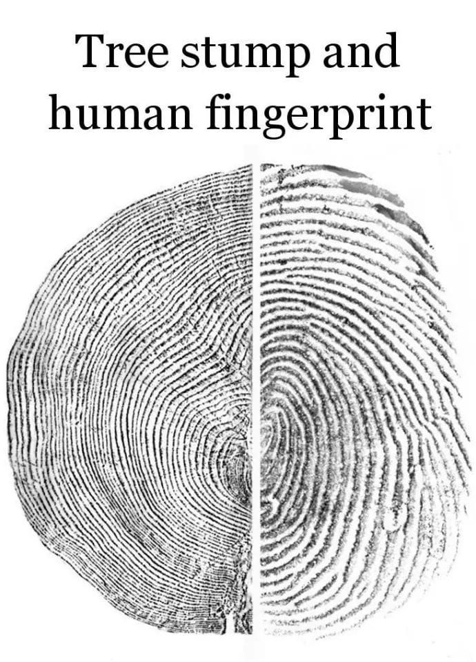 treefingerprint.jpg