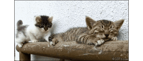 cat-play-giphy (3).gif