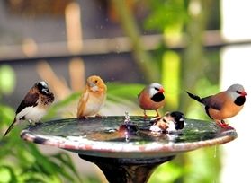 side 5 Finch Birds in Bird Bath_dreamstimelarge_45385255.jpg