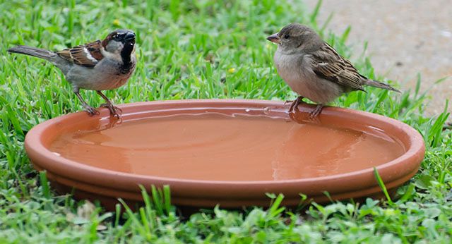 sparrows-Birdbath-Rim.jpg