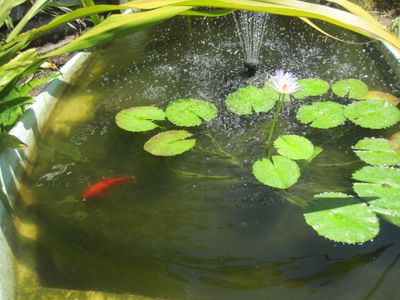 Goldfish in their garden pond