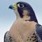 Peregrinefalcon